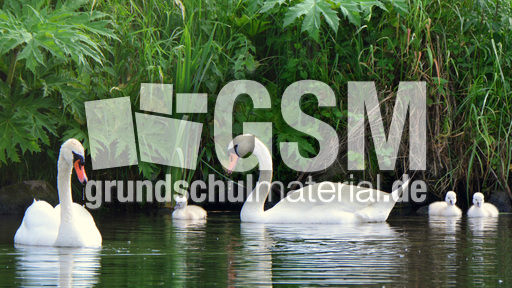 Höckerschwanküken (22).jpg